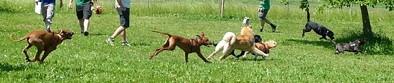 Junghundekurs, Hundeschule, Junghund