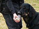 Trüffelsuche, Gegenstandsuche, Personensuche